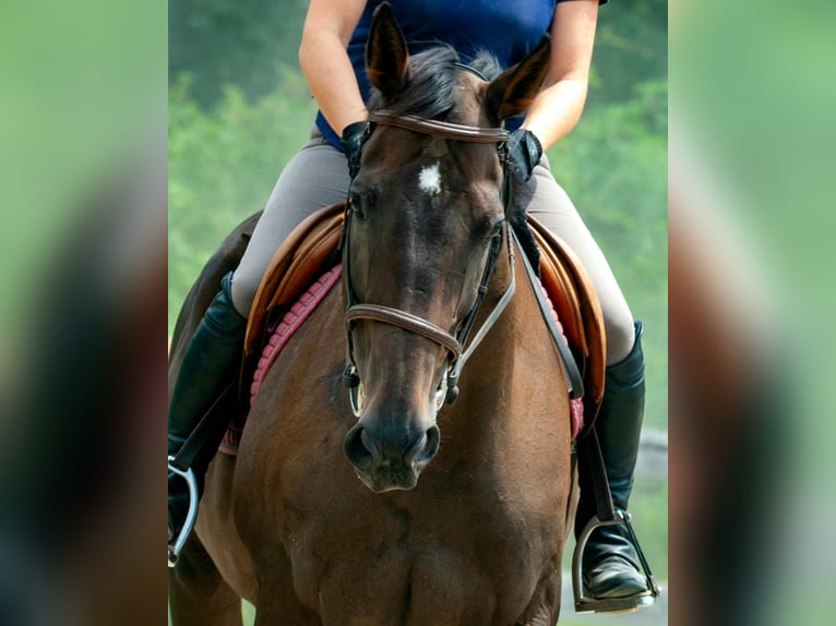 Altri purosangue Giumenta 14 Anni 163 cm Baio scuro in Zionsville, PA