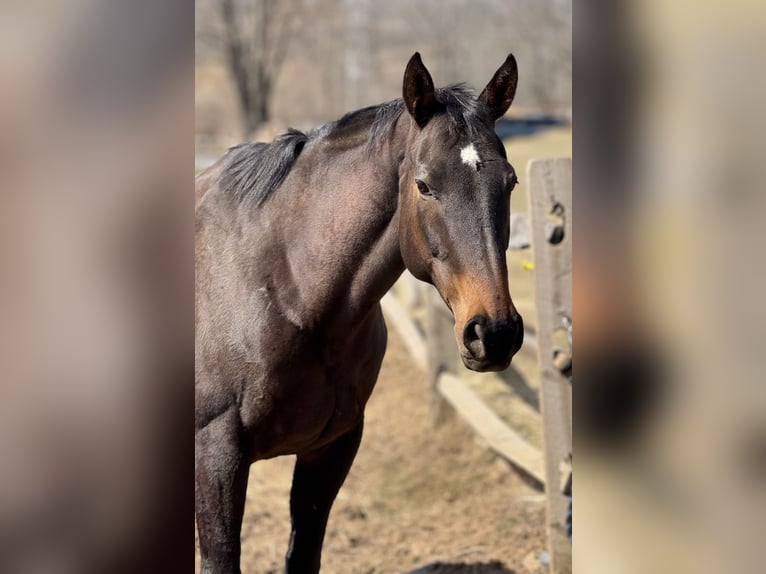 Altri purosangue Giumenta 14 Anni 163 cm Baio scuro in Zionsville, PA