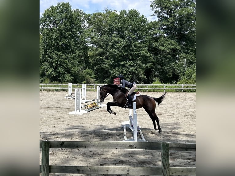 Altri purosangue Giumenta 14 Anni 163 cm Baio scuro in Zionsville, PA