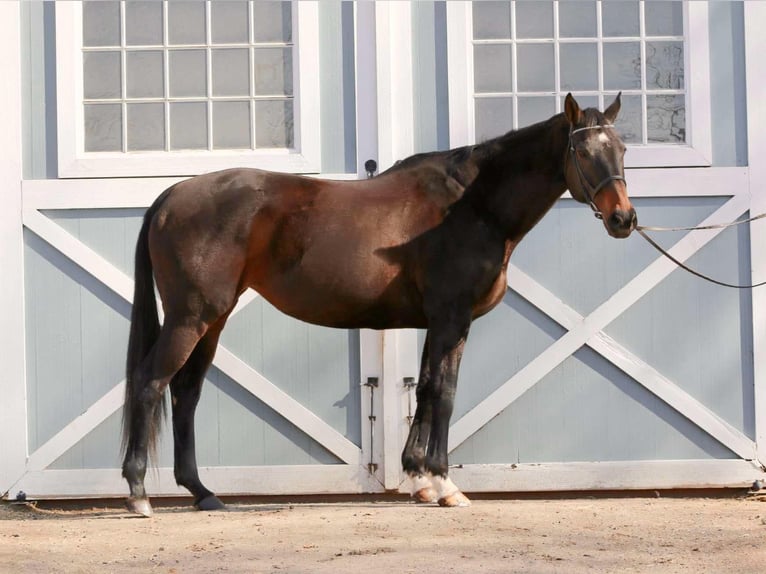 Altri purosangue Giumenta 14 Anni 163 cm Baio scuro in Zionsville, PA