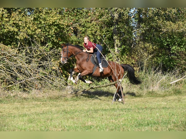 Altri purosangue Giumenta 14 Anni 165 cm Baio in Eggenfelden