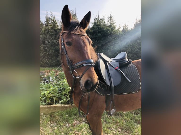 Altri purosangue Mix Giumenta 16 Anni 156 cm Sauro in Papenburg