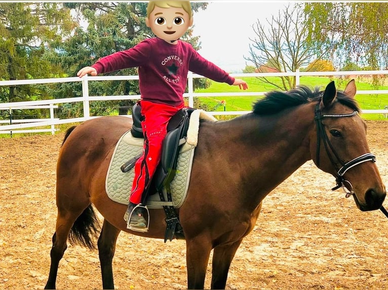 Altri purosangue Giumenta 17 Anni 158 cm Baio scuro in Aerzen
