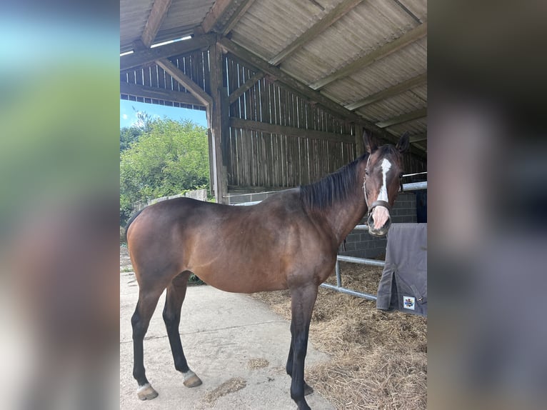 Altri purosangue Giumenta 17 Anni 163 cm Baio in Épreville-en-Lieuvin
