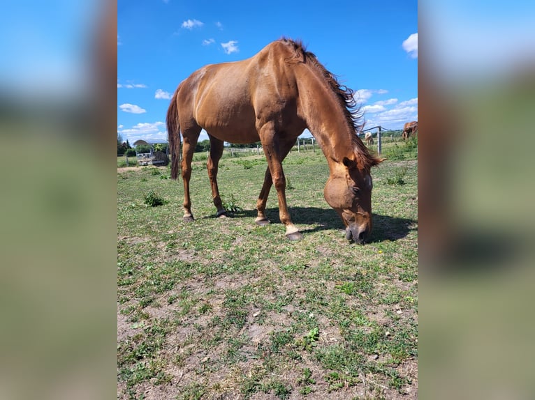 Altri purosangue Giumenta 17 Anni 168 cm Sauro in Lassahn