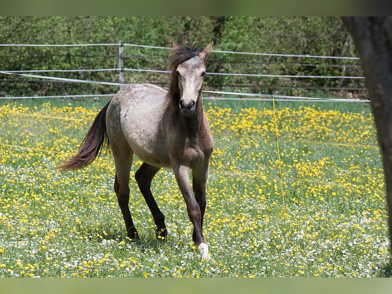 Altri purosangue Giumenta 1 Anno 148 cm Pelle di daino in Stüsslingen