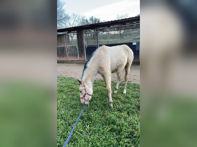 Altri purosangue Giumenta 1 Anno 160 cm Falbo in Suria