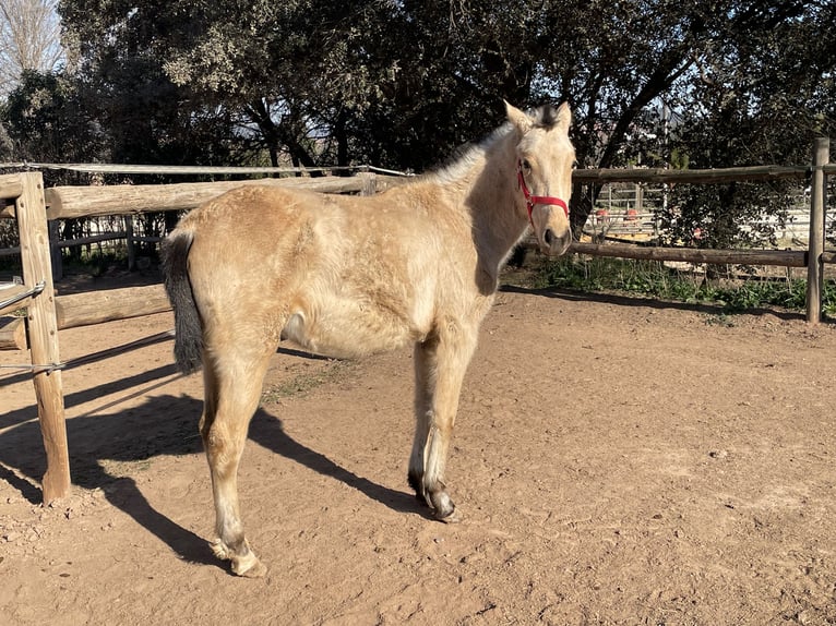 Altri purosangue Giumenta 1 Anno 160 cm Falbo in Suria