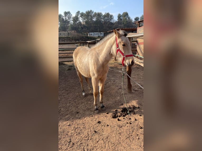 Altri purosangue Giumenta 1 Anno 160 cm Falbo in Suria