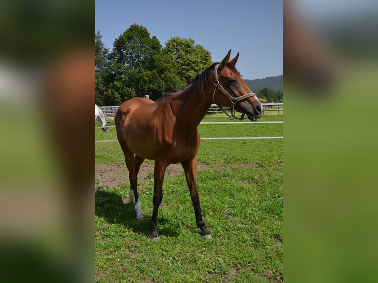 Altri purosangue Giumenta 21 Anni 170 cm Baio in Reutte