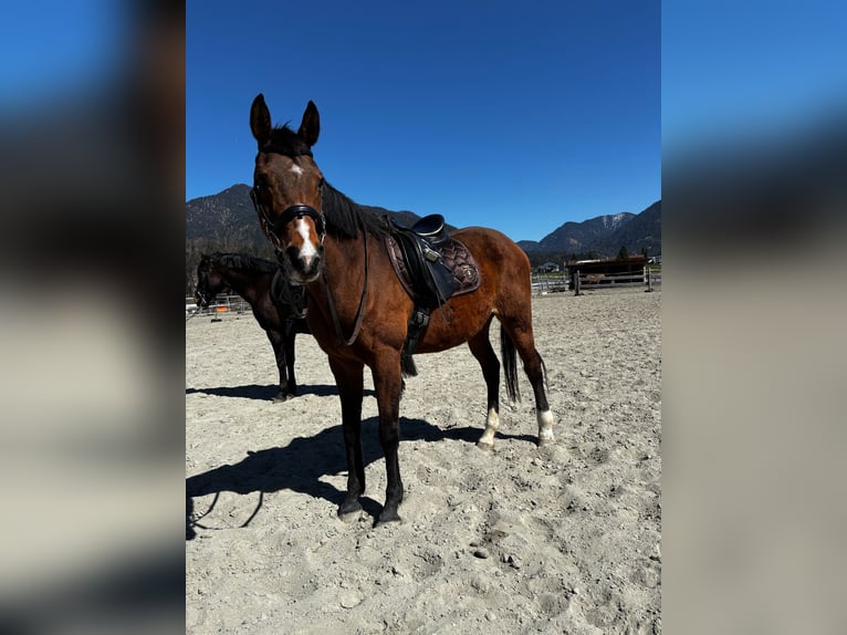 Altri purosangue Giumenta 21 Anni 170 cm Baio in Reutte