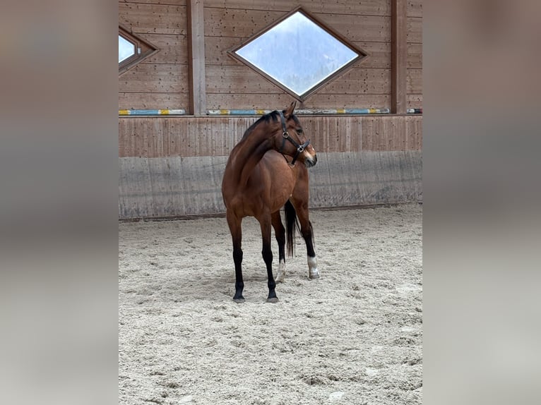 Altri purosangue Giumenta 21 Anni 170 cm Baio in Reutte