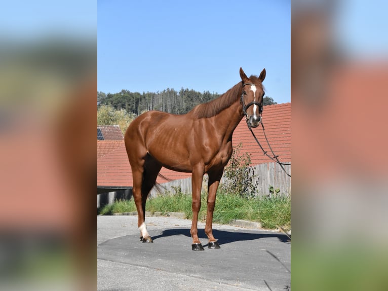 Altri purosangue Giumenta 3 Anni 160 cm Sauro in Arnstorf