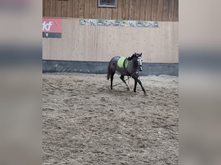 Altri purosangue Giumenta 4 Anni 158 cm Leardo in Wegeleben