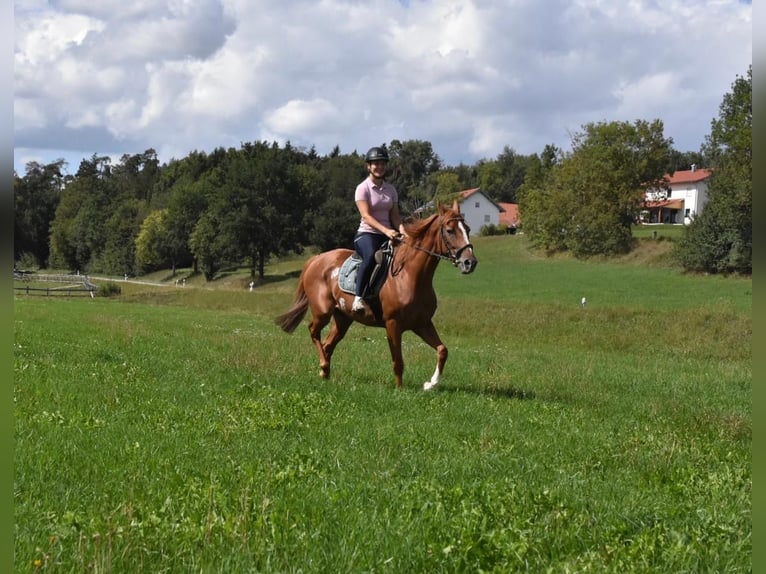 Altri purosangue Giumenta 4 Anni 158 cm Sauro in Arnstorf
