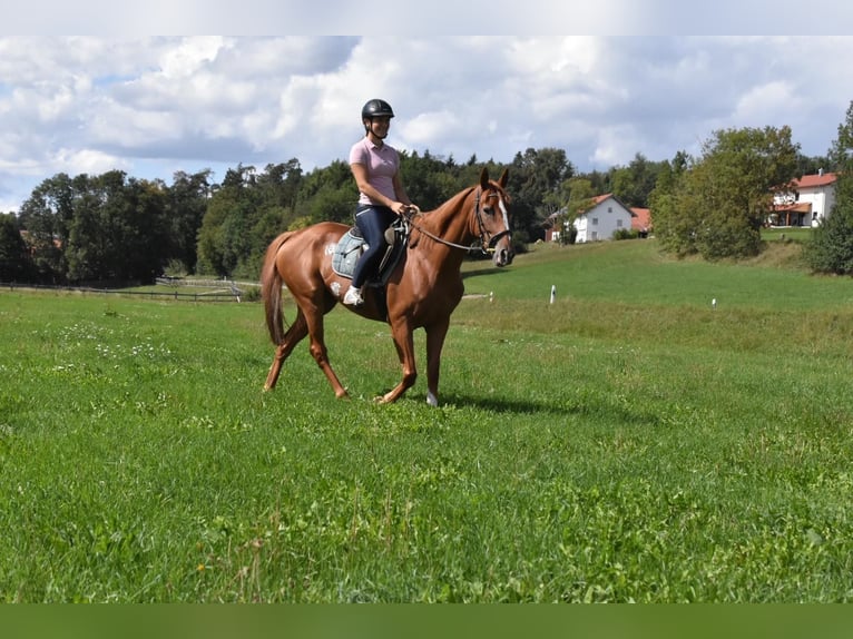 Altri purosangue Giumenta 4 Anni 158 cm Sauro in Arnstorf