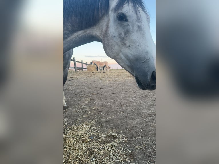 Altri purosangue Giumenta 4 Anni 170 cm Sauro scuro in Mouscron