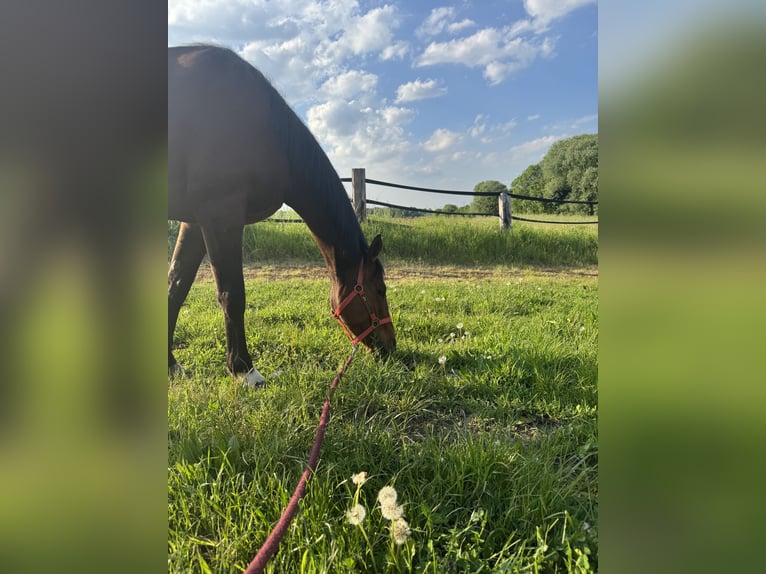 Altri purosangue Giumenta 5 Anni 162 cm Baio in Bochum