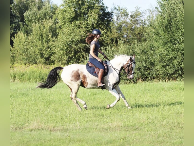 Altri purosangue Giumenta 5 Anni 162 cm Pezzato in Lubn&#xF3;w