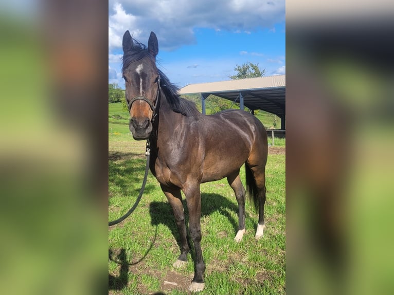 Altri purosangue Giumenta 5 Anni 163 cm Baio scuro in Trivy