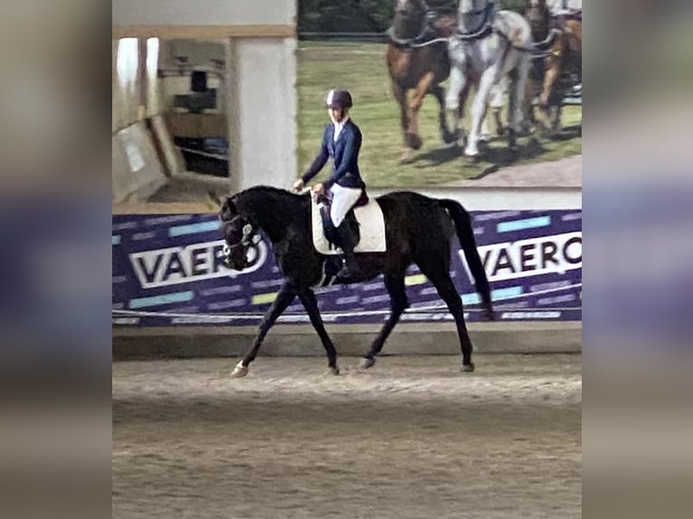 Altri purosangue Giumenta 6 Anni 162 cm Baio in Oebisfelde