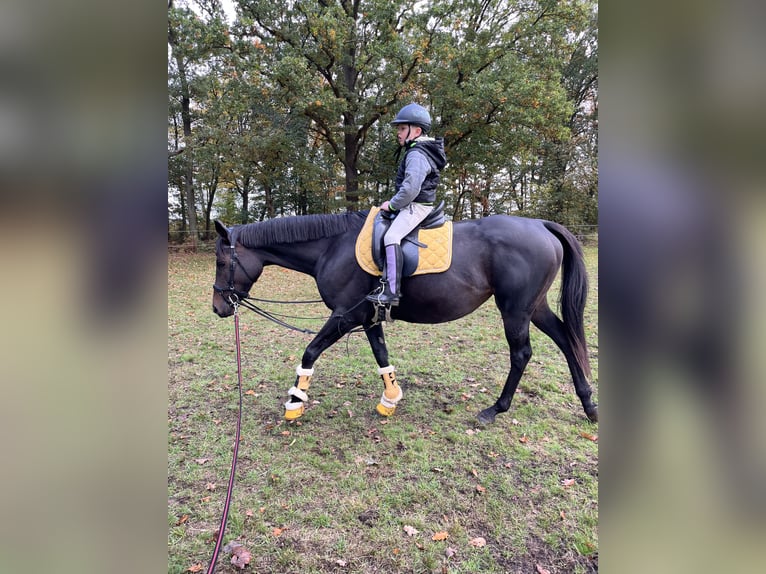 Altri purosangue Giumenta 6 Anni 162 cm Baio in Oebisfelde