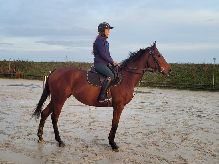 Altri purosangue Giumenta 6 Anni 164 cm Baio in Chaumes En Brie