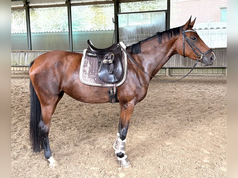 Altri purosangue Giumenta 6 Anni 165 cm Baio in Wesel