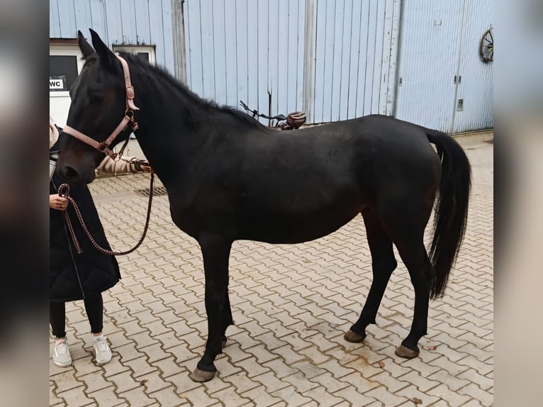 Altri purosangue Mix Giumenta 7 Anni 153 cm Baio nero in Osterhofen