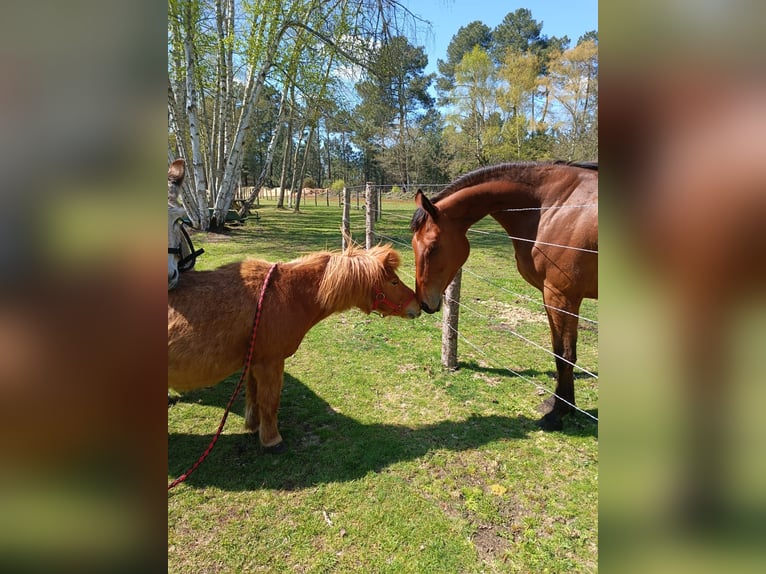 Altri purosangue Giumenta 7 Anni 156 cm Baio ciliegia in Monc&#xE9;-en-Belin