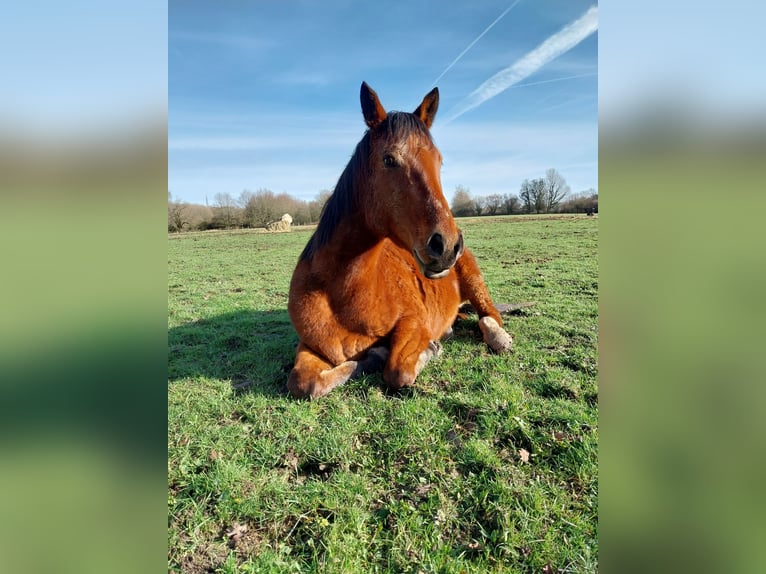 Altri purosangue Giumenta 7 Anni 156 cm Baio ciliegia in Monc&#xE9;-en-Belin