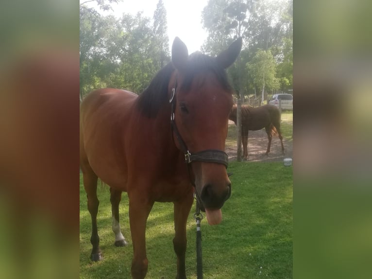 Altri purosangue Giumenta 7 Anni 156 cm Baio ciliegia in Monc&#xE9;-en-Belin