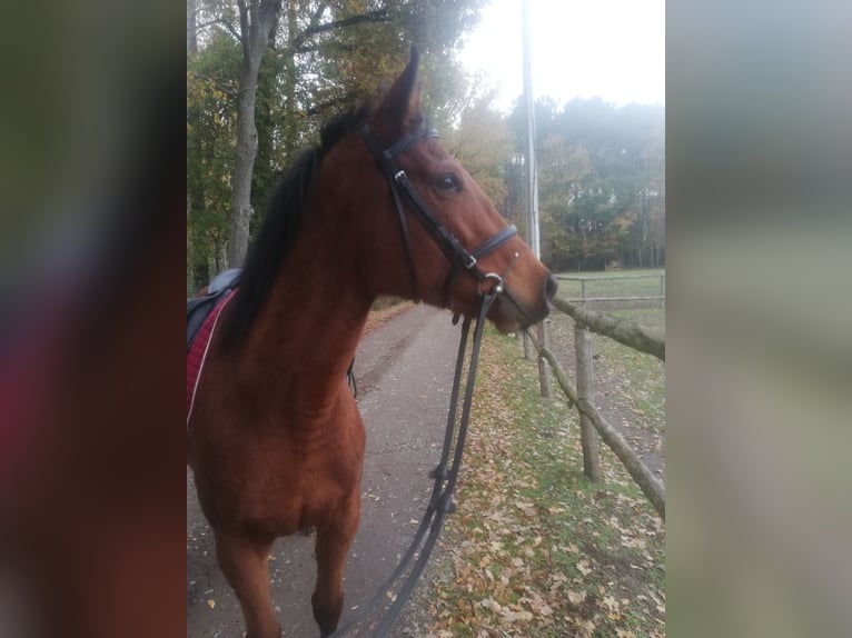 Altri purosangue Giumenta 7 Anni 156 cm Baio ciliegia in Monc&#xE9;-en-Belin