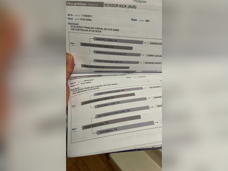 Altri purosangue Giumenta 7 Anni 167 cm Baio scuro in Deining