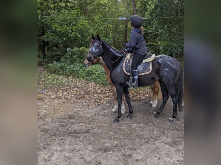Altri purosangue Giumenta 8 Anni 155 cm Baio nero in Spreenhagen