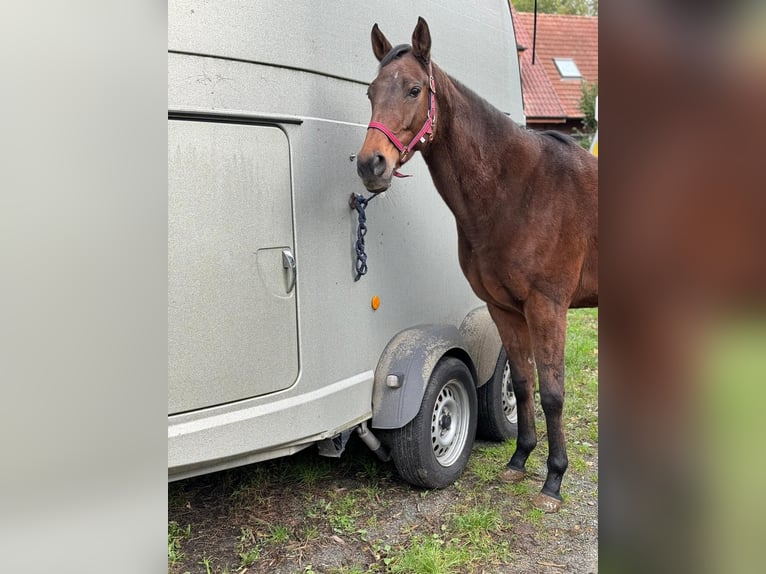 Altri purosangue Giumenta 8 Anni 164 cm Baio in Emsdetten