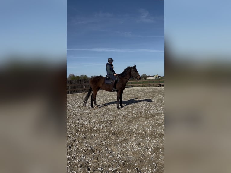 Altri purosangue Giumenta 8 Anni 164 cm Baio scuro in Koolskamp
