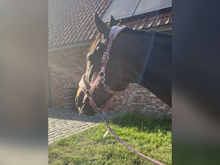 Altri purosangue Giumenta 8 Anni 164 cm Baio scuro in Koolskamp