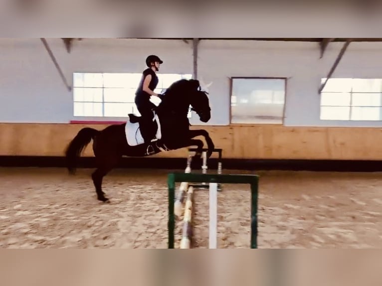 Altri purosangue Giumenta 8 Anni 167 cm Baio in Landshut