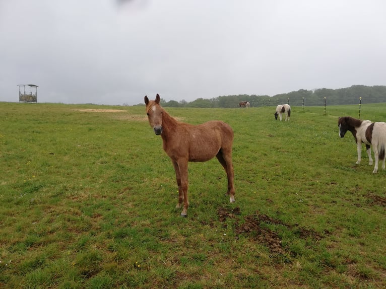 Altri purosangue Stallone 1 Anno 161 cm Grigio in Tellig Althaus