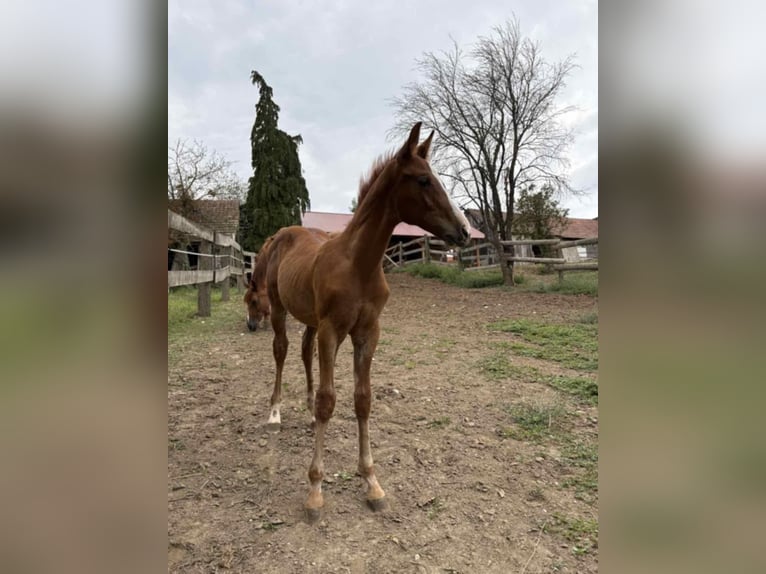 Altri purosangue Stallone 1 Anno 163 cm Sauro in Koprivnica