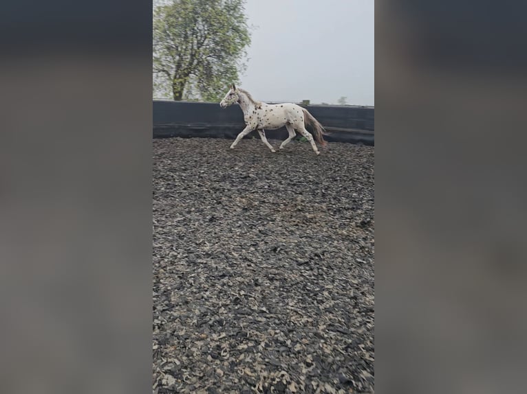 Altri purosangue Stallone 3 Anni 154 cm Leopard in Düren