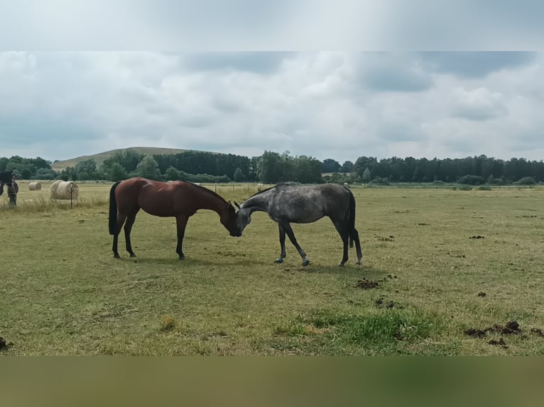 Altri purosangue Stallone 8 Anni 157 cm Leardo in Dallgow-Döberitz