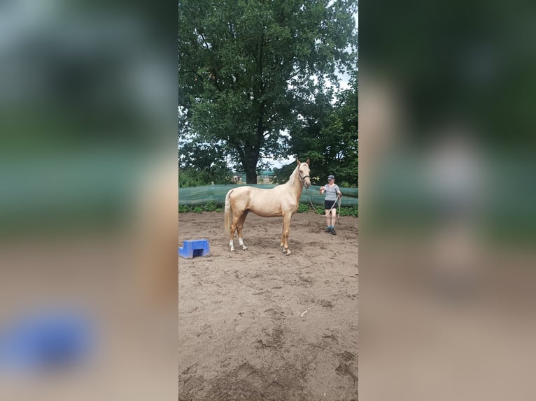 Altri purosangue Stallone 8 Anni 157 cm Leardo in Dallgow-Döberitz