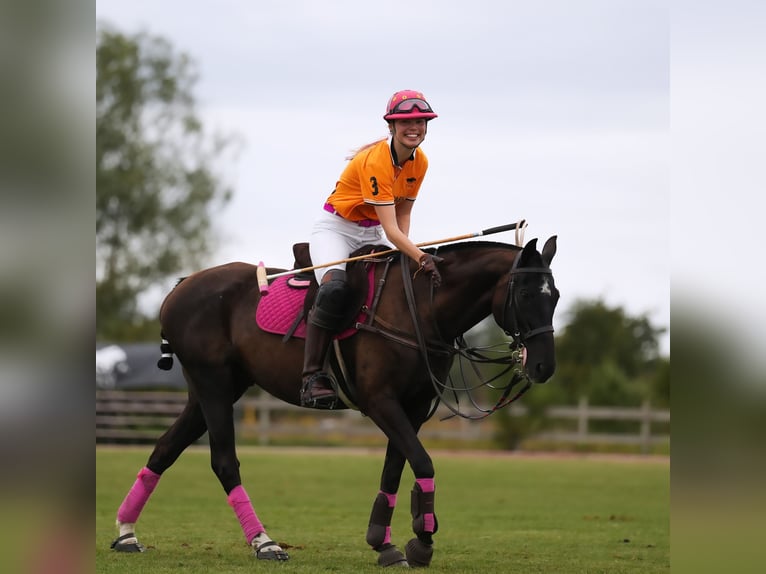 Altri purosangue Stallone 8 Anni 157 cm Leardo in Dallgow-Döberitz