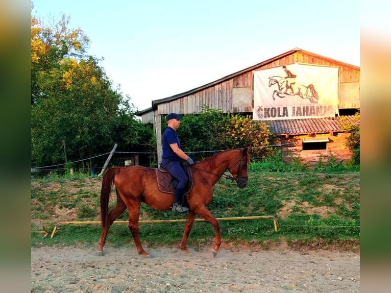 Altri purosangue Stallone 9 Anni 163 cm Sauro in Koprivnica