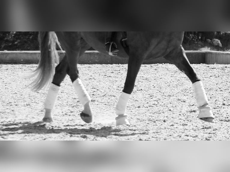 Ambitionierte, erfahrene Reiterin sucht Reitbeteiligung