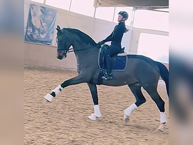 Ambitionierte Reiterin sucht Pferd/ Pony 