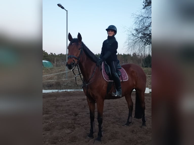 Ambitionierte Reiterin sucht Reitbeteiligung/ Pferd zur Verfügung mit Turnierambitionen