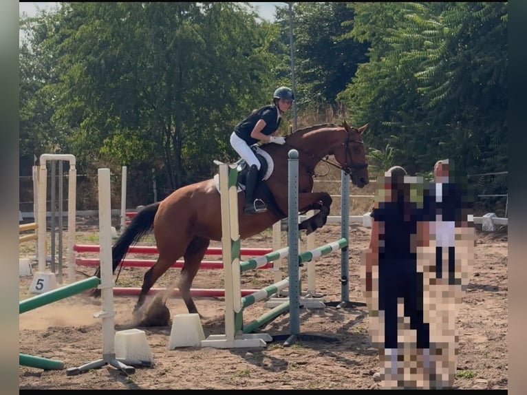 Ambitionierte Reiterin sucht Reitbeteiligung/ Pferd zur Verfügung mit Turnierambitionen